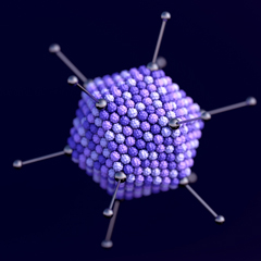 Adenovirus