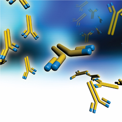 Anticorpi monoclonali (MAB)