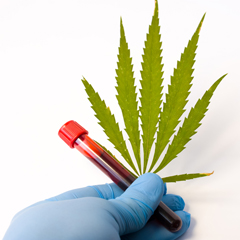 Accertamenti analitici per la determinazione del consumo di cannabis (analisi cliniche)