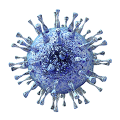 Citomegalovirus