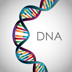 DNA - Acido desossiribonucleico