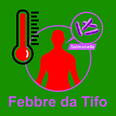 Febbre tifoide