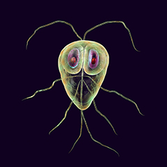 Giardia - Giardiasi