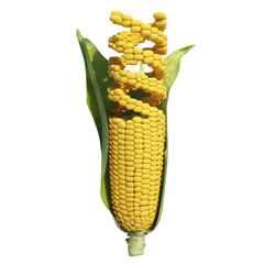 Organismi geneticamente modificati (OGM)